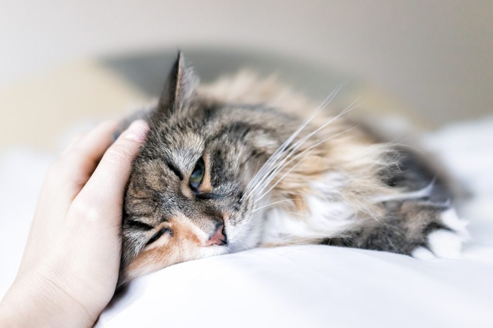 Signs That Your Cat Trusts You