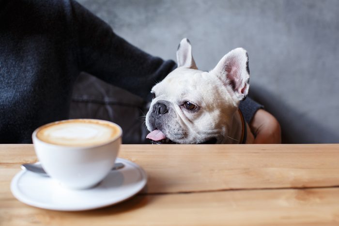 French bulldog sitting in the cafeteria. Near him a cup of coffee on the wooden table. His master sits next to him and affectionately embraces him.
