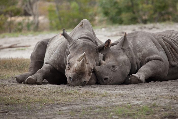 Rhinos at rest at the Miami Metro Zoo
