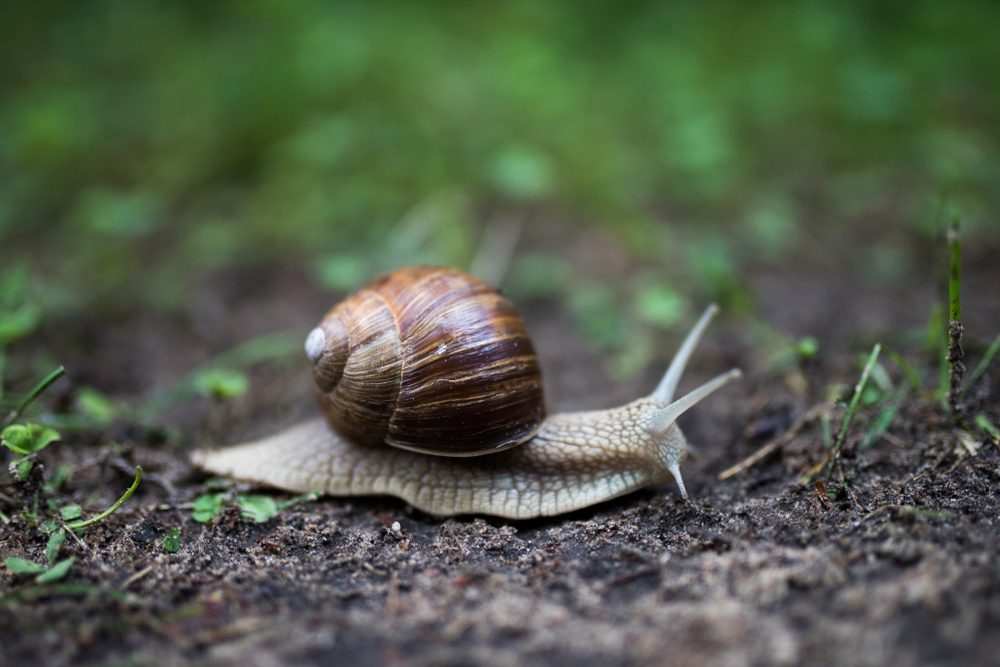 Snail crawling on the ground in spring
