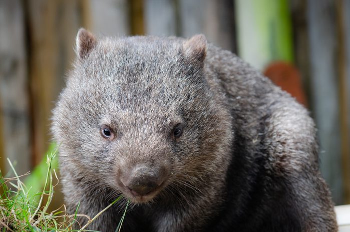 Wombat in Tasmania