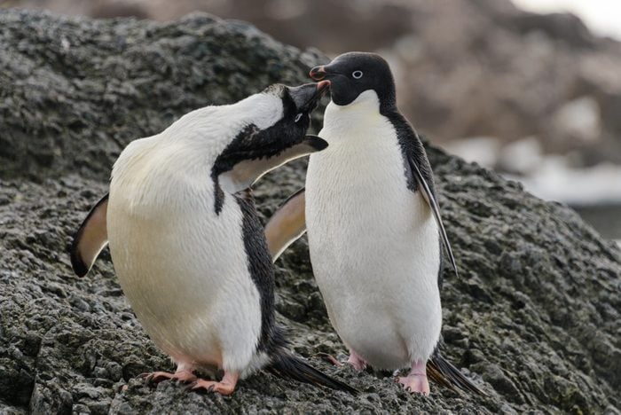 Two adelie penguins standing on beach in Antarctica