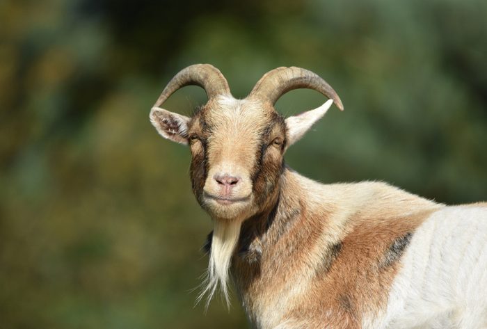 Billy Goat / Male Goat