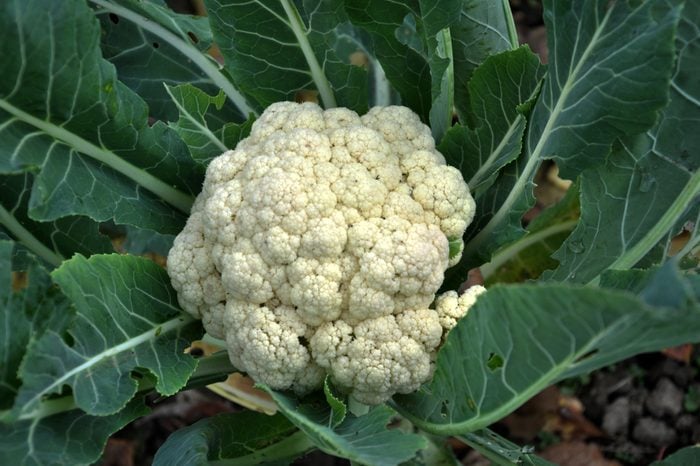 Cauliflower grows in organic soil in the garden on the vegetable area
