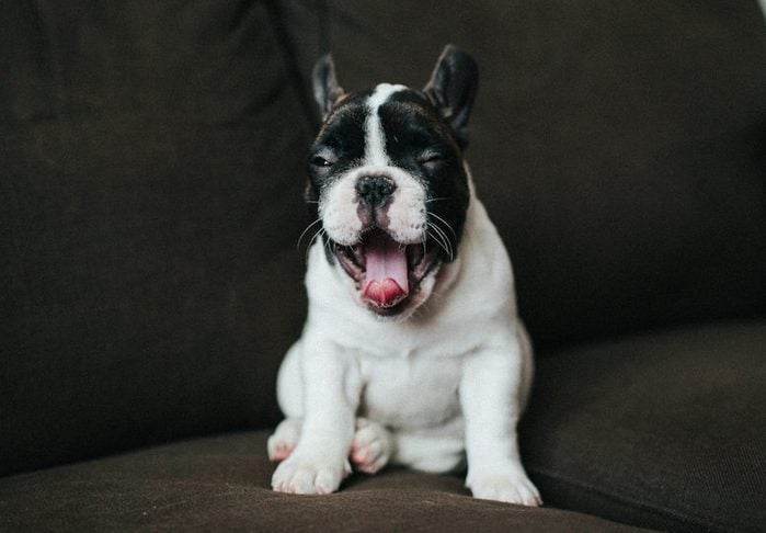 a French bulldog puppy sits on a brown couch and yawns