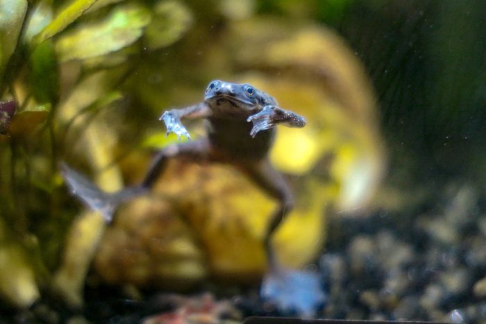 African Dwarf Frog. Hopping Around