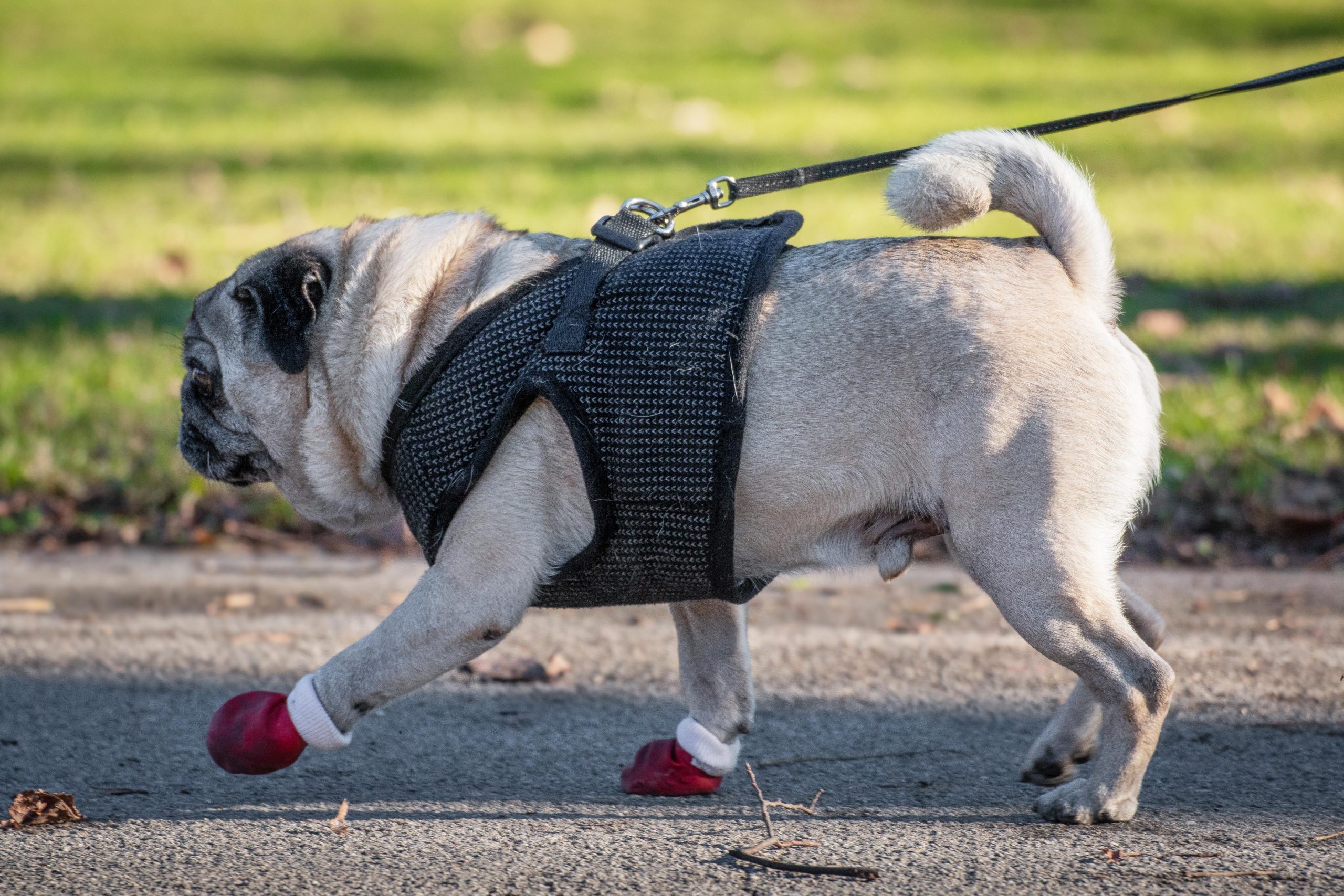 Pug dog in red dog boots and on a leash walking in the park.