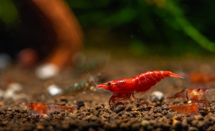 Fire-red cherry dwarf shrimp eat food on aquatic soil with the other types of shrimp in fresh water aquarium tank