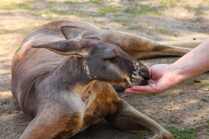 Kangaroo and woman are friends. Woman is feeding the kangaroos. Human hand give the food to kangaroo. Friendship and trust. Animals protection