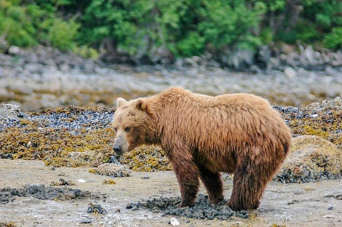 At low tide, grizzly bears come out on the mud flats in Geographic Harbor, Katmai, and use their keen sense of smell to dig for razor shall clams.