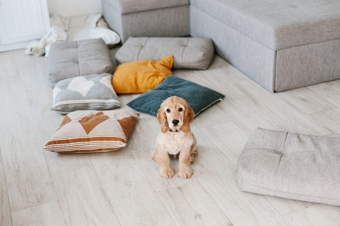 English cocker spaniel puppy sitting on pillows on wooden floor at home. Raising a dog puppy