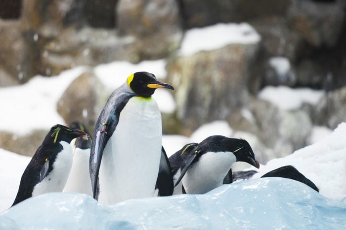 Emperor penguins on rocks near sea