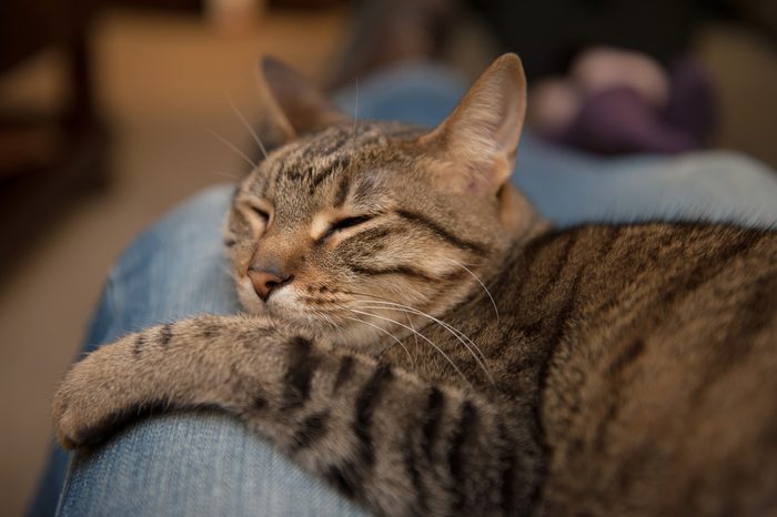 A tabby cat sleeps snuggled in the lap of an adult wearing blue jeans