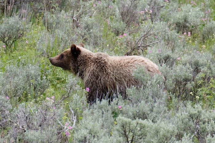Grizzly bear, Yellowstone National Park, Wyoming, USAGrizzly bear, Yellowstone National Park, Wyoming, USA