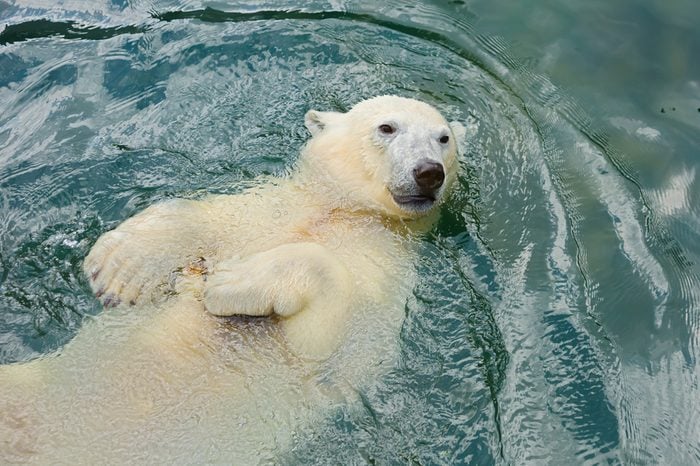 Polar bear swims in the water The polar bear is a typical inhabitant of the Arctic. The polar bear is the largest of all predator.
