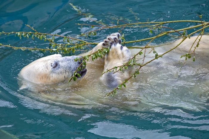 Polar bear in the water eating green branch with leaves
