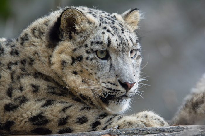 Snow leopard (Panthera uncia) lying portraits of young males