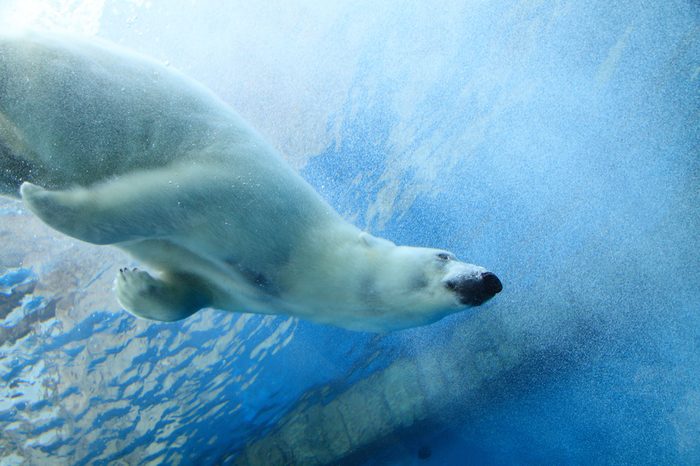 Underwater photo of a Polar Bear