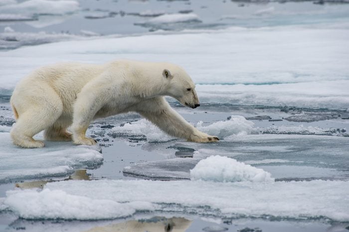 polar bear walking along ice floes in arctic norway sea