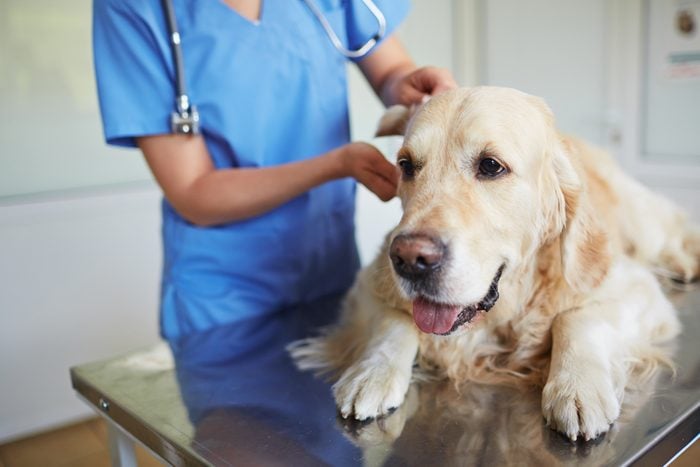 Veterinary examination