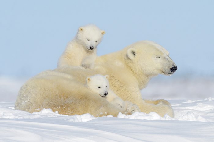 Polar bear mother (Ursus maritimus) playing with two cubs, Wapusk National Park, Manitoba, Canada
