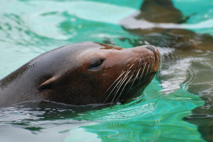 Sea lion swimming along in the water with his nose out of the water.