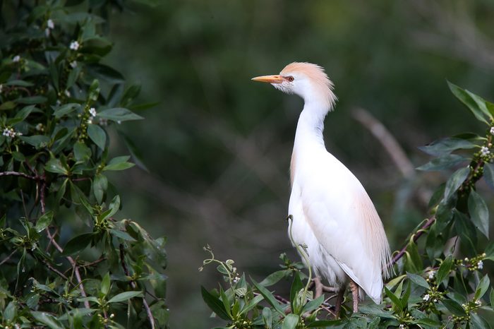 Cattle Egret (Bulbulcus ibis) adult perched in a tree, Andalucia, Spain.