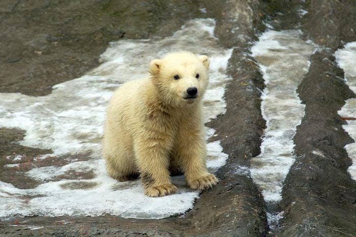 White bear cub