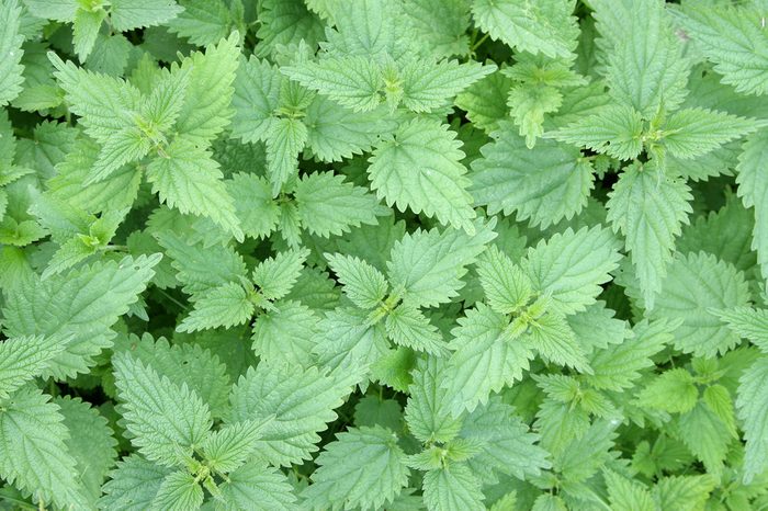 young stinging nettle