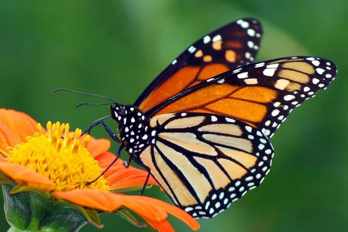 Monarch Butterfly on a Mexican Sunflower