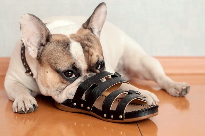 bulldog chewing on slippers