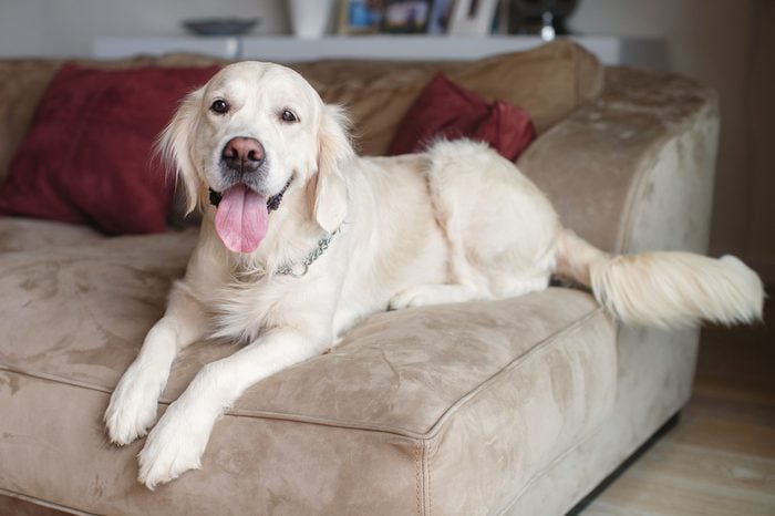 Golden retriever sitting on a sofa at home. dog on bed