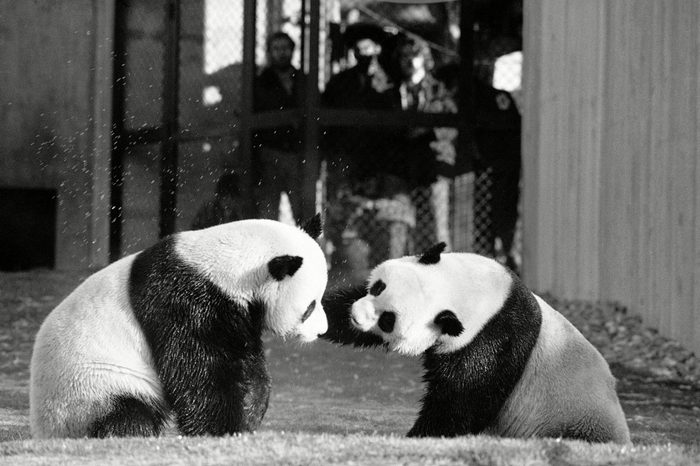 Panda Anniversary, Washington, USA