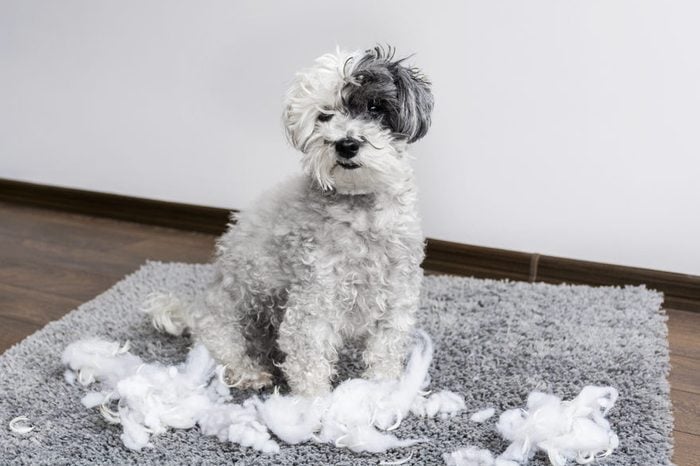 poodle dog with plush toy in the mouth made a mess in the apartment