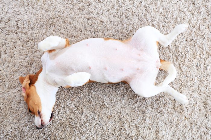 Dog lay on back from above. Happy beagle playing indoors. Funny dog relax on soft carpet. White dog belly on white fluffy carpet background.