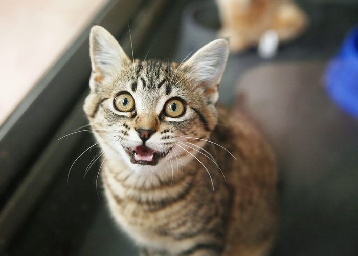 Homeless animals series. Tabby kitten looking up meowing