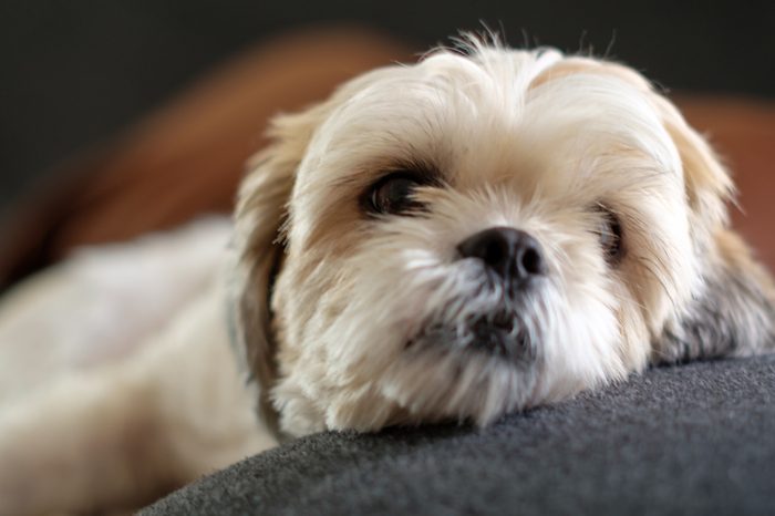 Close up White shih tzu laying on the floor