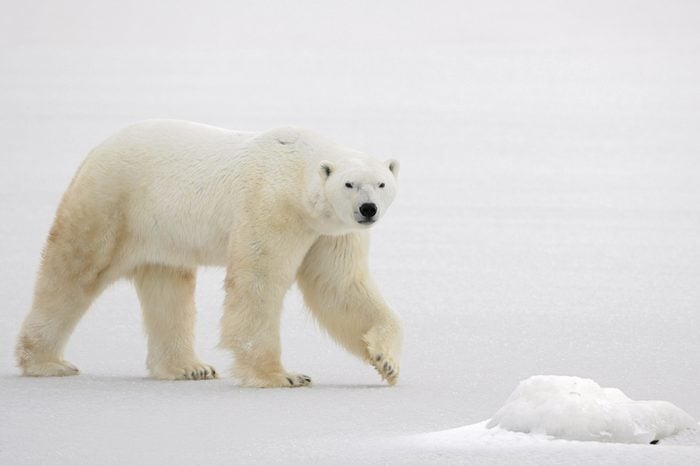 A polar bear going on snow.