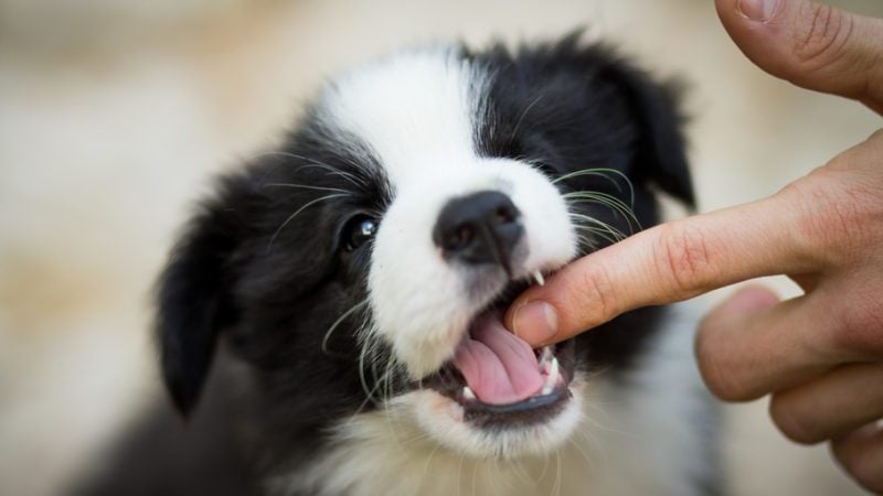How to Stop a Puppy from Biting Reader's Digest