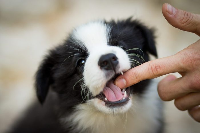 amazing cute black and white border collie puppy bite finger