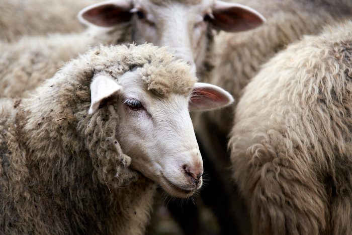 Muzzle sheep. Breeding animals