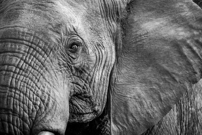 Elephant Close Up and Personal
