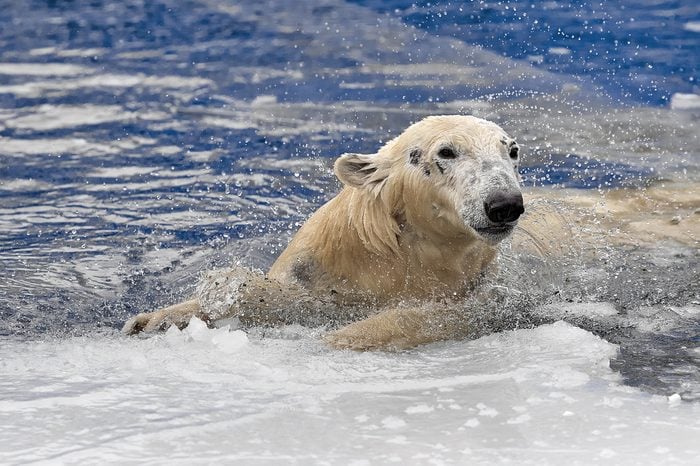 White bear in the sea (Ursus maritimus), swimming in the ice. king of the arctic