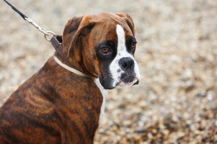 Portrait of boxer puppy dog on the beach