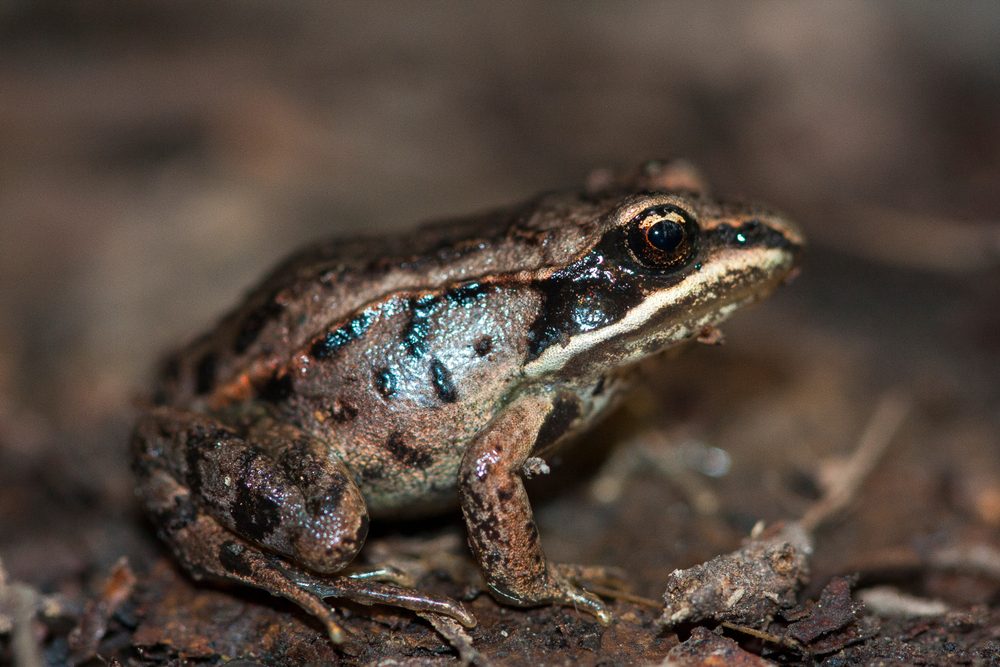 The wood frog (Lithobates sylvaticus or Rana sylvatica) has a broad distribution over North America, extending from the Boreal forest of Canada and Alaska to the southern Appalachians. Portrait macro