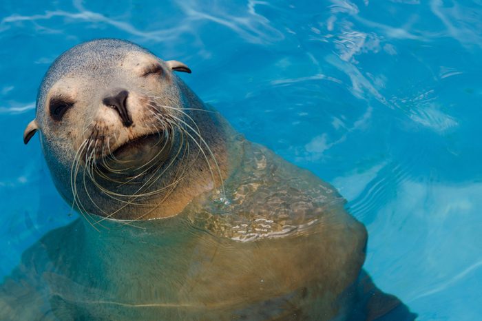 Winking California sea lion with copy space