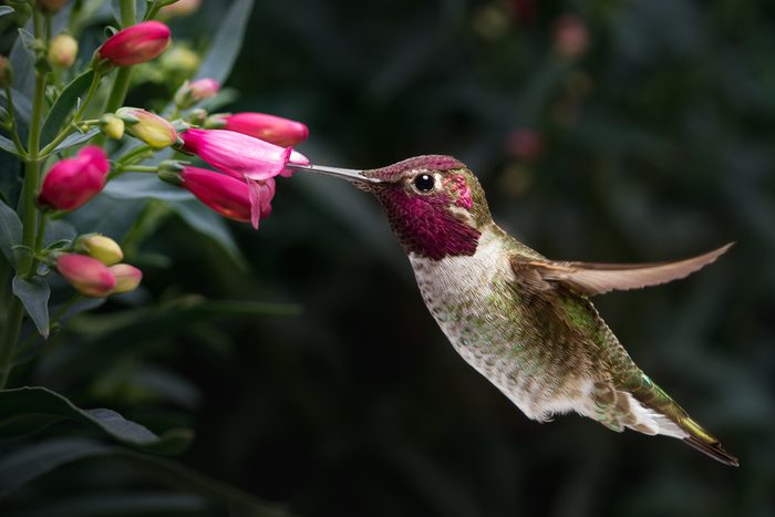 This is a photograph of a male Anna's hummingbird hovering and visiting flowers.