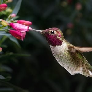 This is a photograph of a male Anna's hummingbird hovering and visiting flowers.
