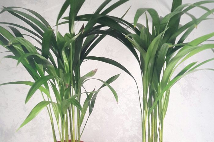 Two areca Palm plant Dypsis lutescens 4'' pot Easy to grow!! unique from Jmbamboo