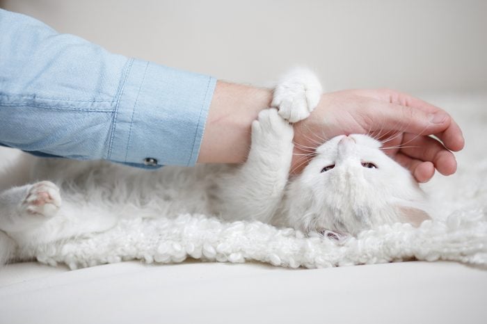 White fluffy cat is biting a human's hand